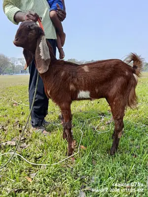 Totapuri Goat