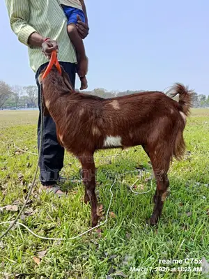 Totapuri Goat