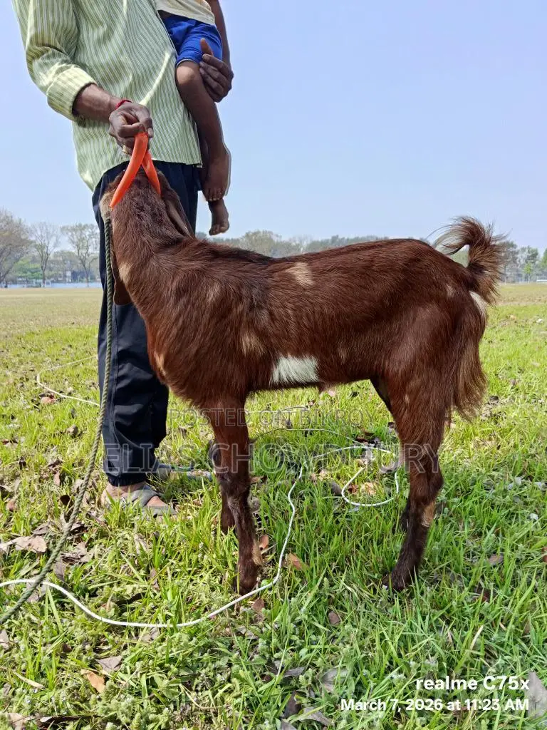 Totapuri Goat