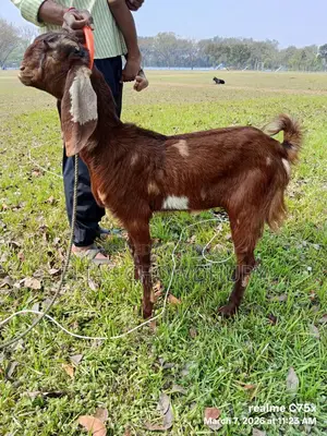 Totapuri Goat