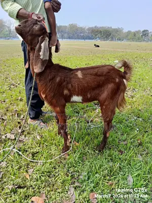 Totapuri Goat