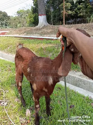 Totapuri Goat