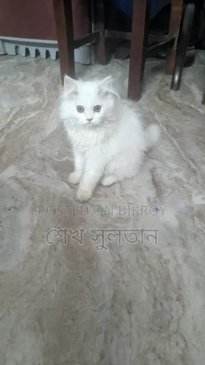 পার্সিয়ান সাদা বিড়াল
