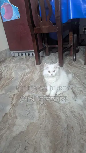 পার্সিয়ান সাদা বিড়াল