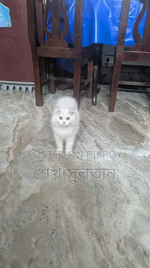 পার্সিয়ান সাদা বিড়াল