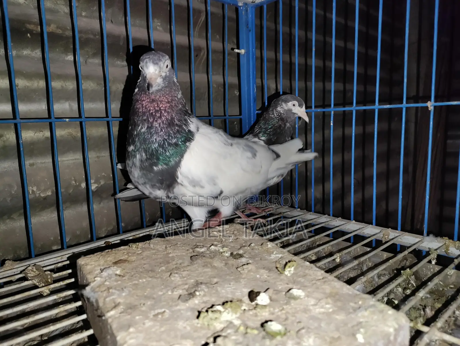 Teddy Running Pair