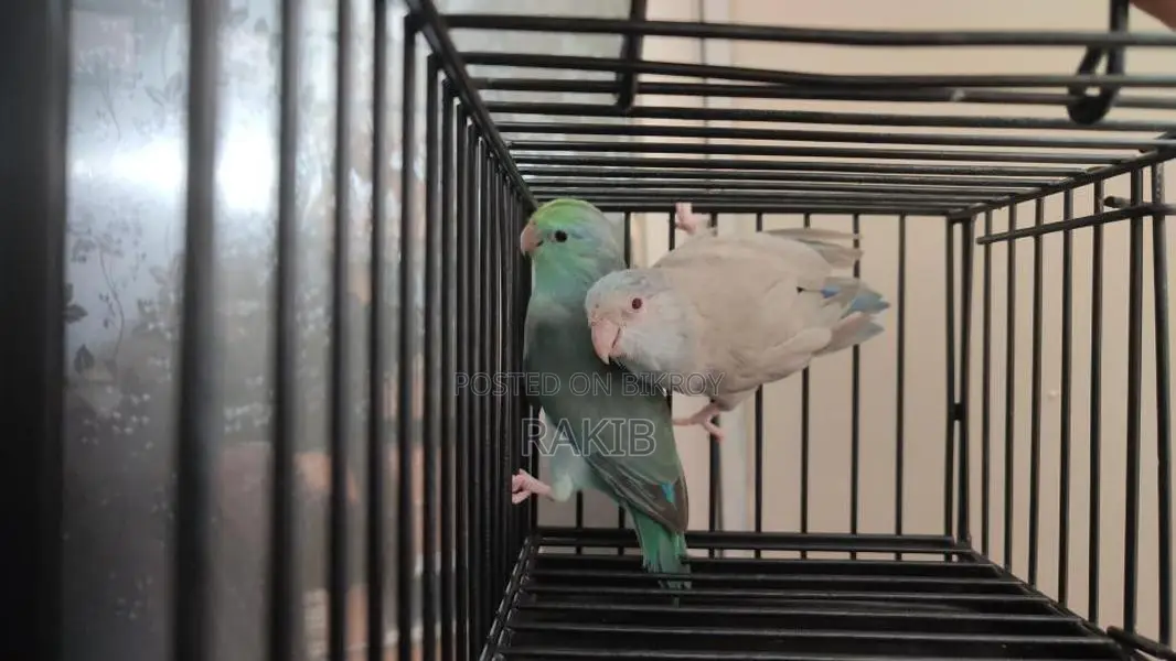 Forpus Breeding Pair