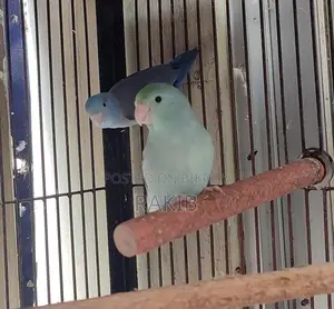 Forpus Breeding Pair