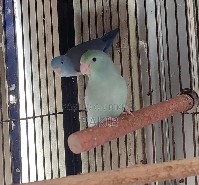 Forpus Breeding Pair