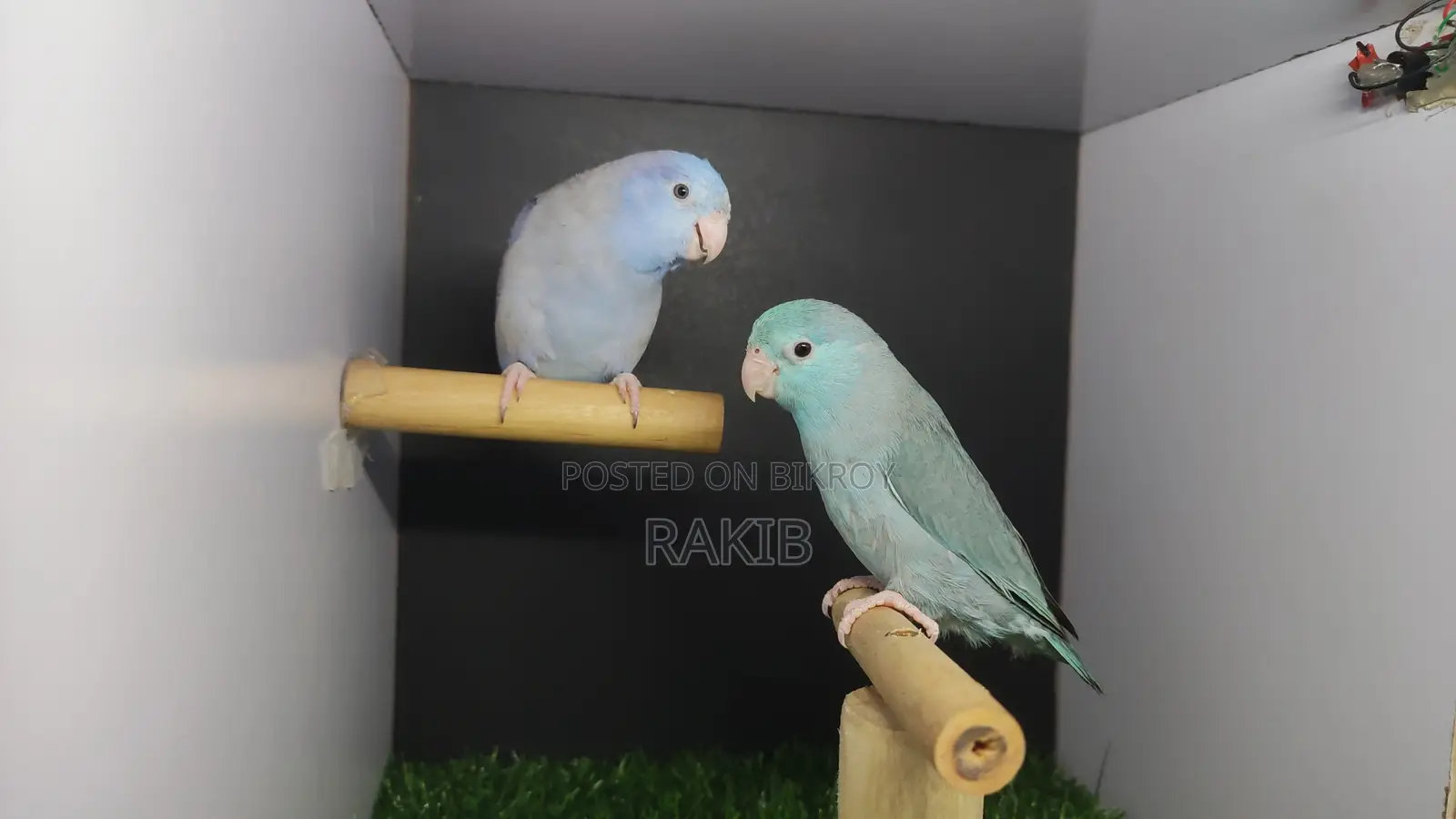 Forpus Breeding Pair