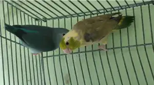 Forpus Breeding Pair
