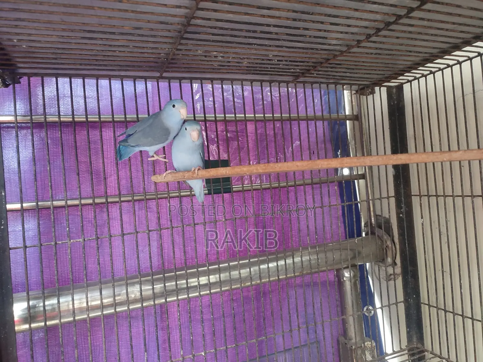 Forpus Breeding Pair
