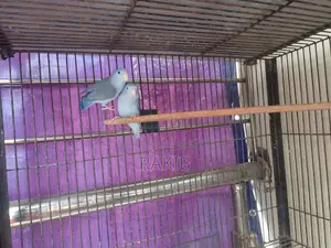 Forpus Breeding Pair
