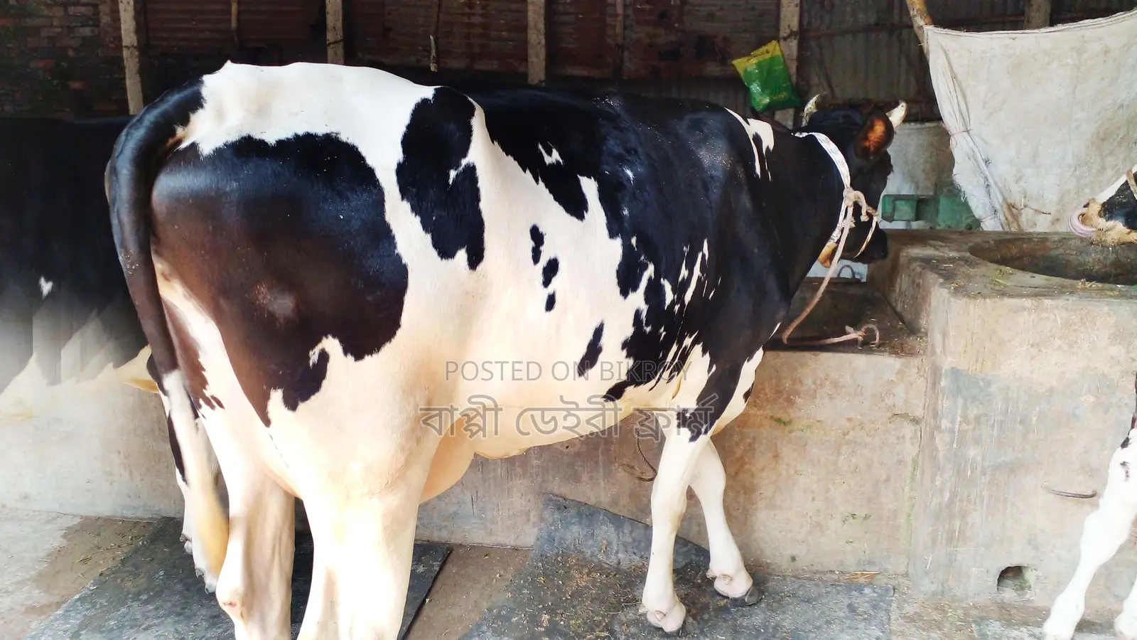 গাভী গরু উন্নত জাতের।(১০২১নং)