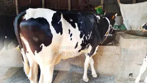 গাভী গরু উন্নত জাতের।(১০২১নং)