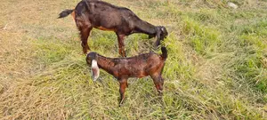 Shirhi Goats for Sale