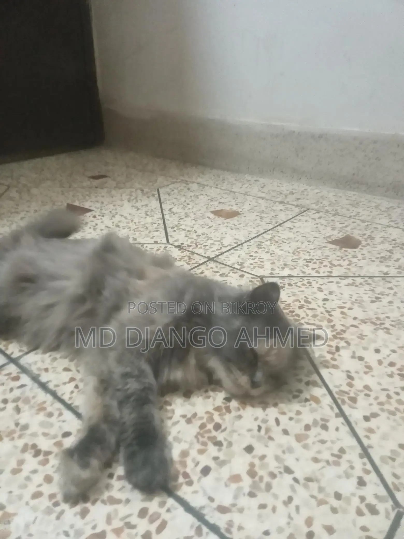 Persian Cat Female