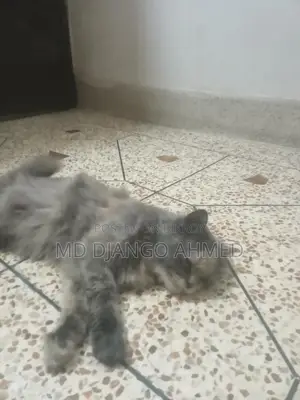 Persian Cat Female