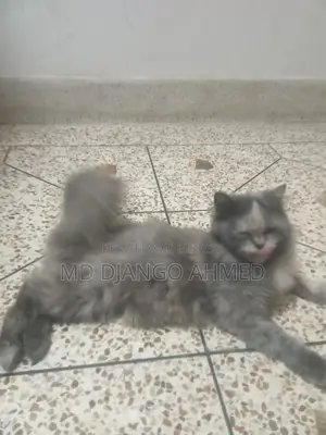 Persian Cat Female