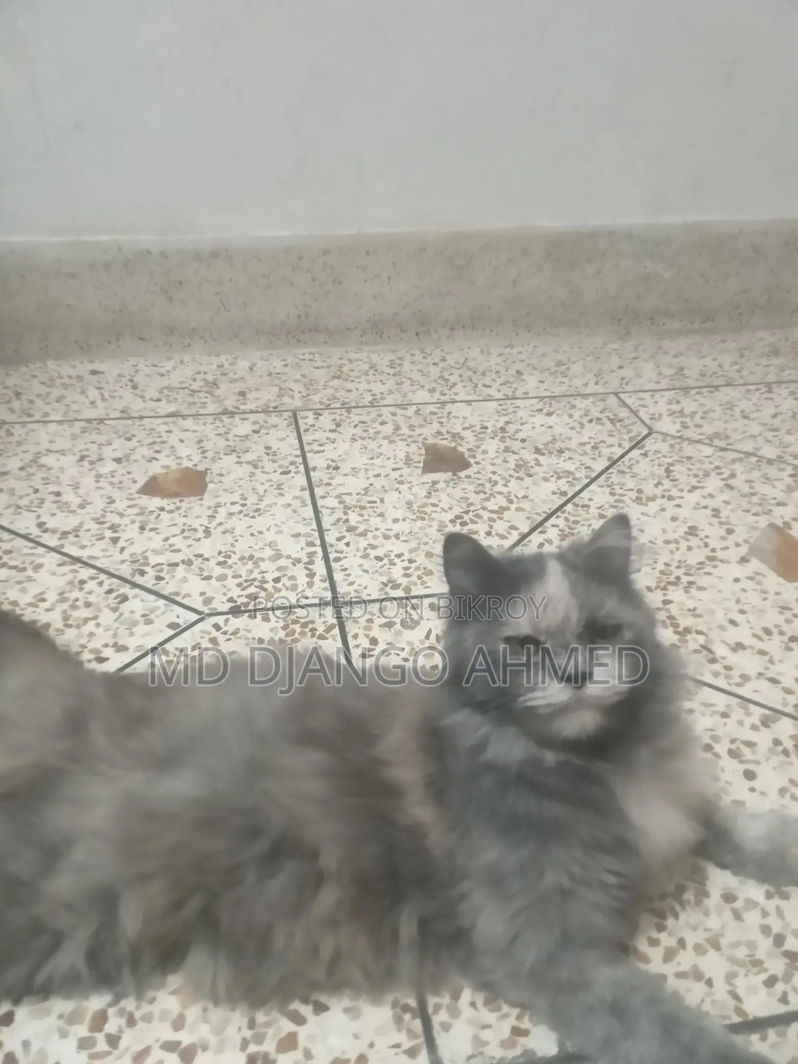 Persian Cat Female