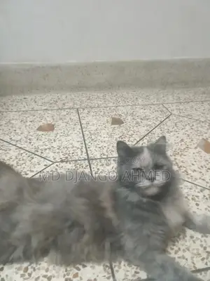 Persian Cat Female