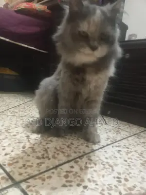 Persian Cat Female