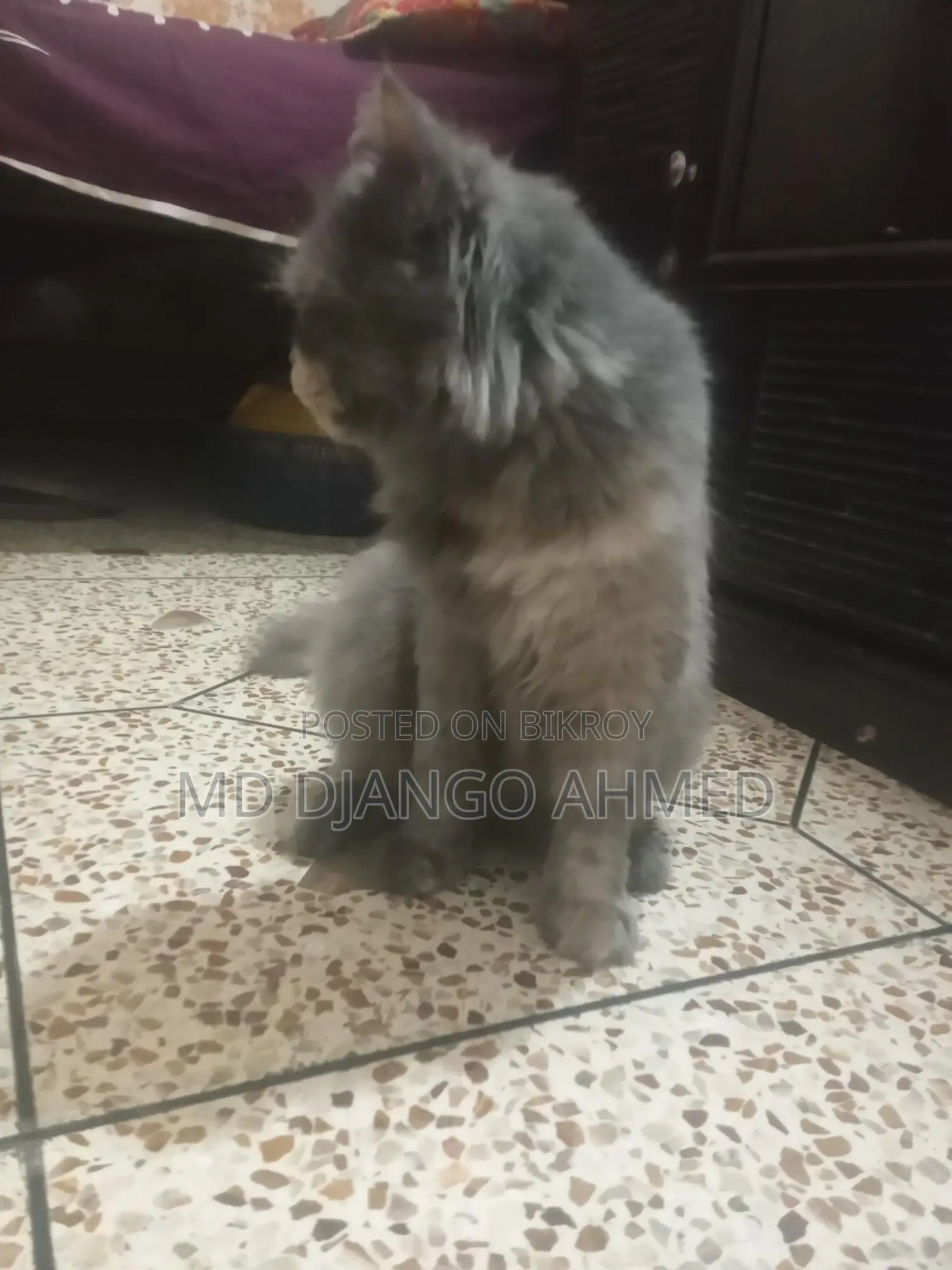 Persian Cat Female