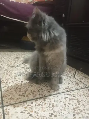 Persian Cat Female