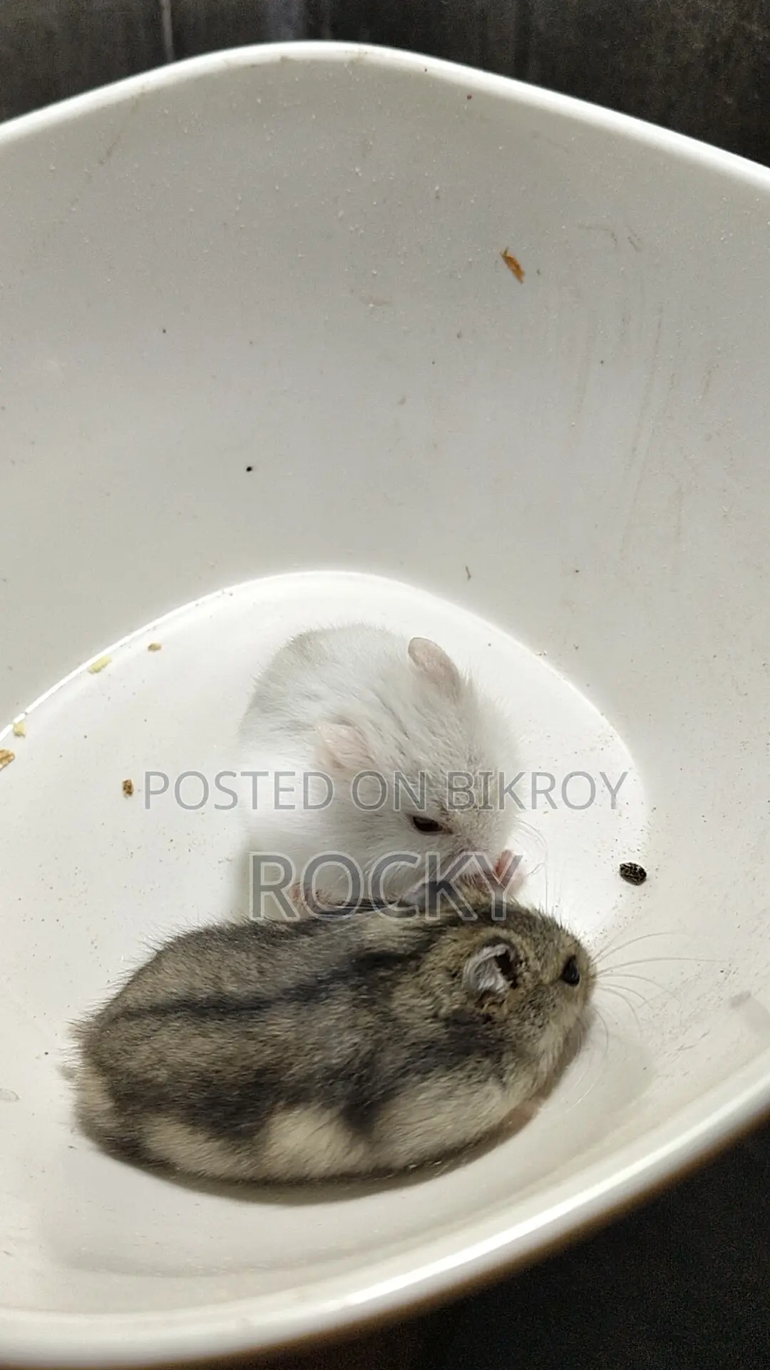 Winter White Hamster Pair