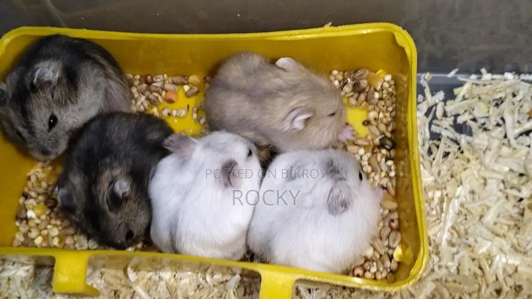 Winter White Hamster Pair