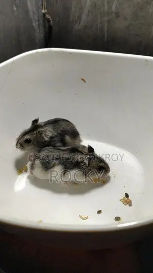 Winter White Hamster Pair