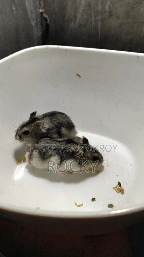 Winter White Hamster Pair