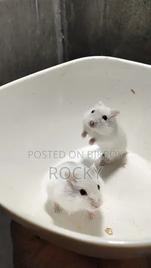 Winter White Hamster Pair