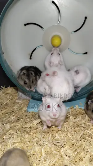 Winter White Hamster Pair