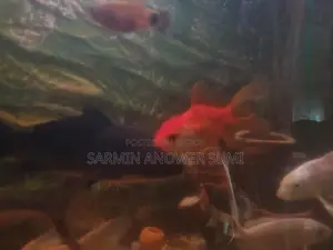 Black Koi Carp