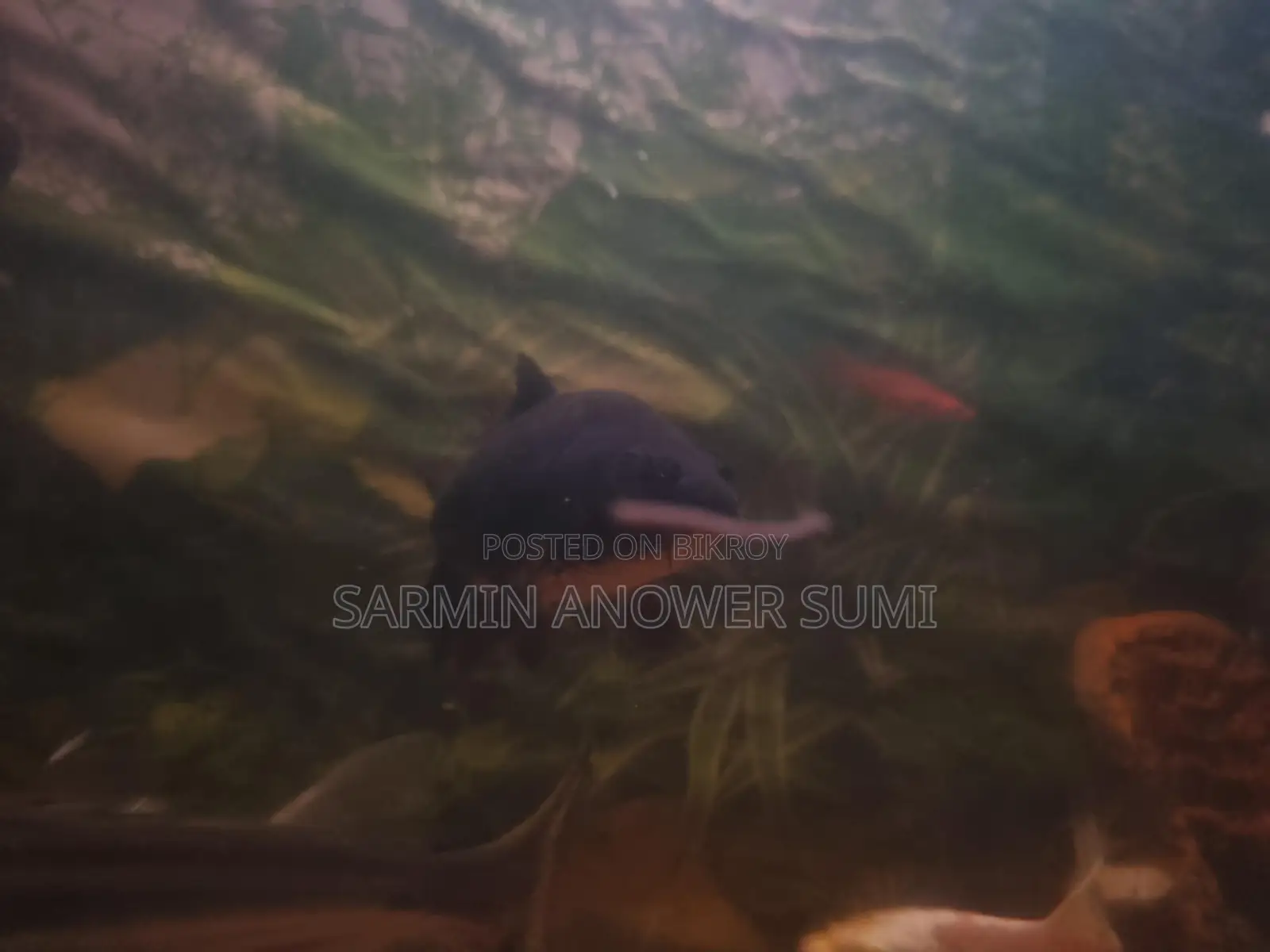 Black Koi Carp