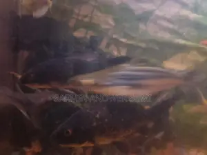 Black Koi Carp