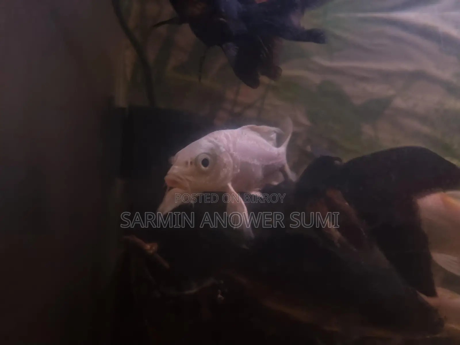 Black Koi Carp