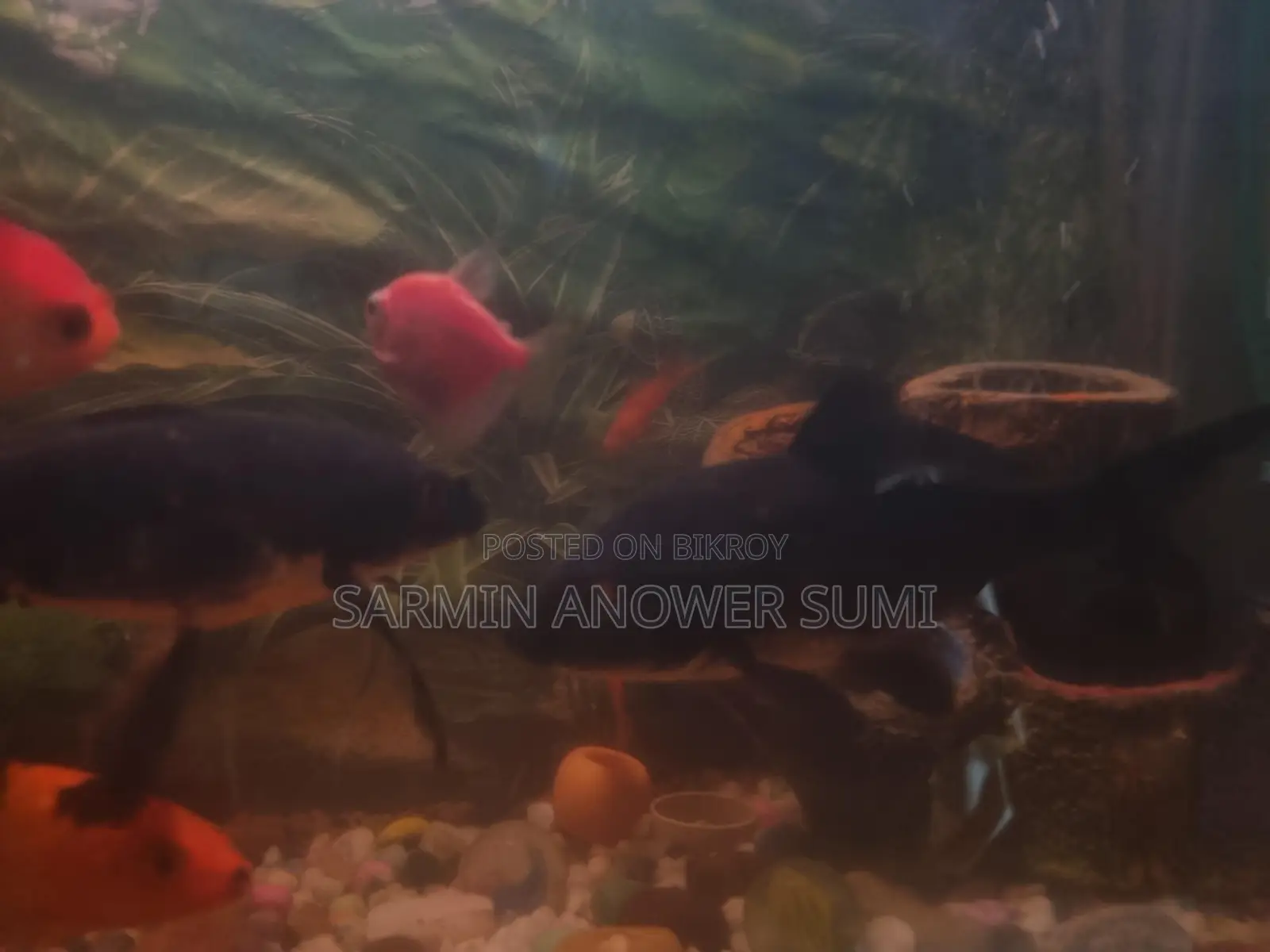 Black Koi Carp