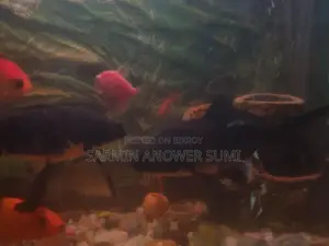 Black Koi Carp