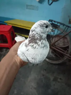 চোক কালো নর