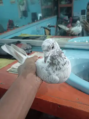 চোক কালো নর