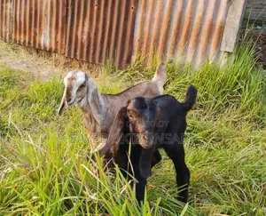 Goat for Sale