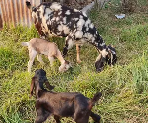 Goat for Sale