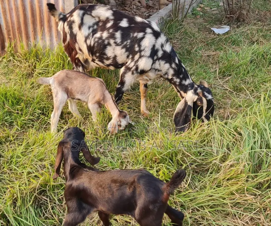 Goat for Sale