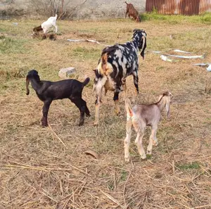 Goat for Sale