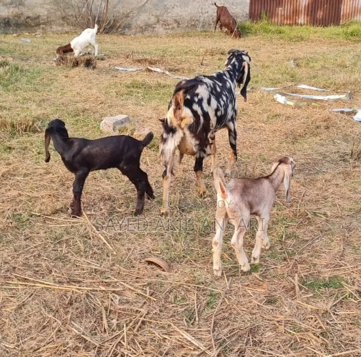 Goat for Sale
