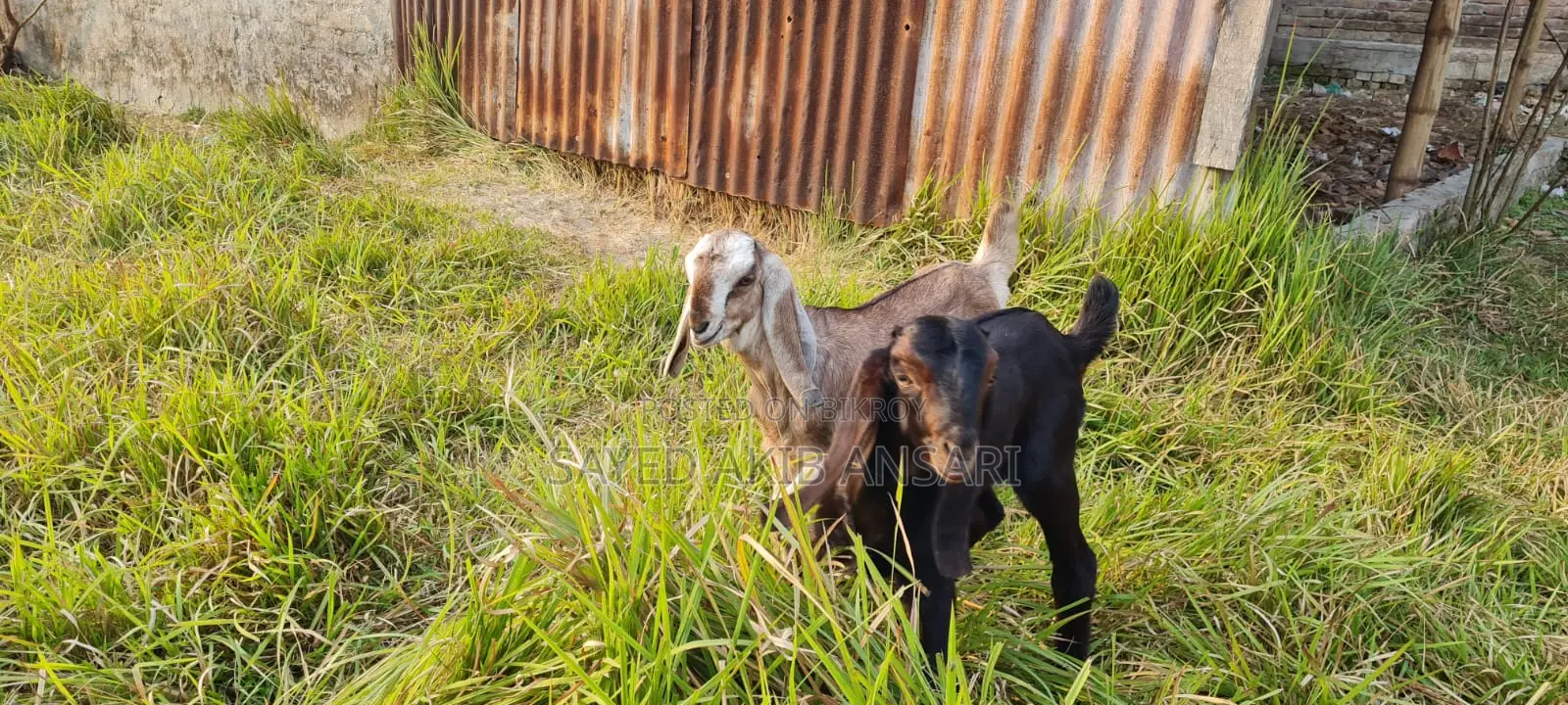 Goat for Sale