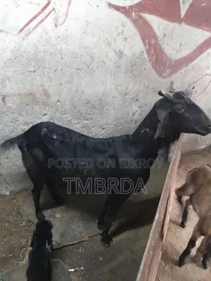 Ram Goat with 6 Kids