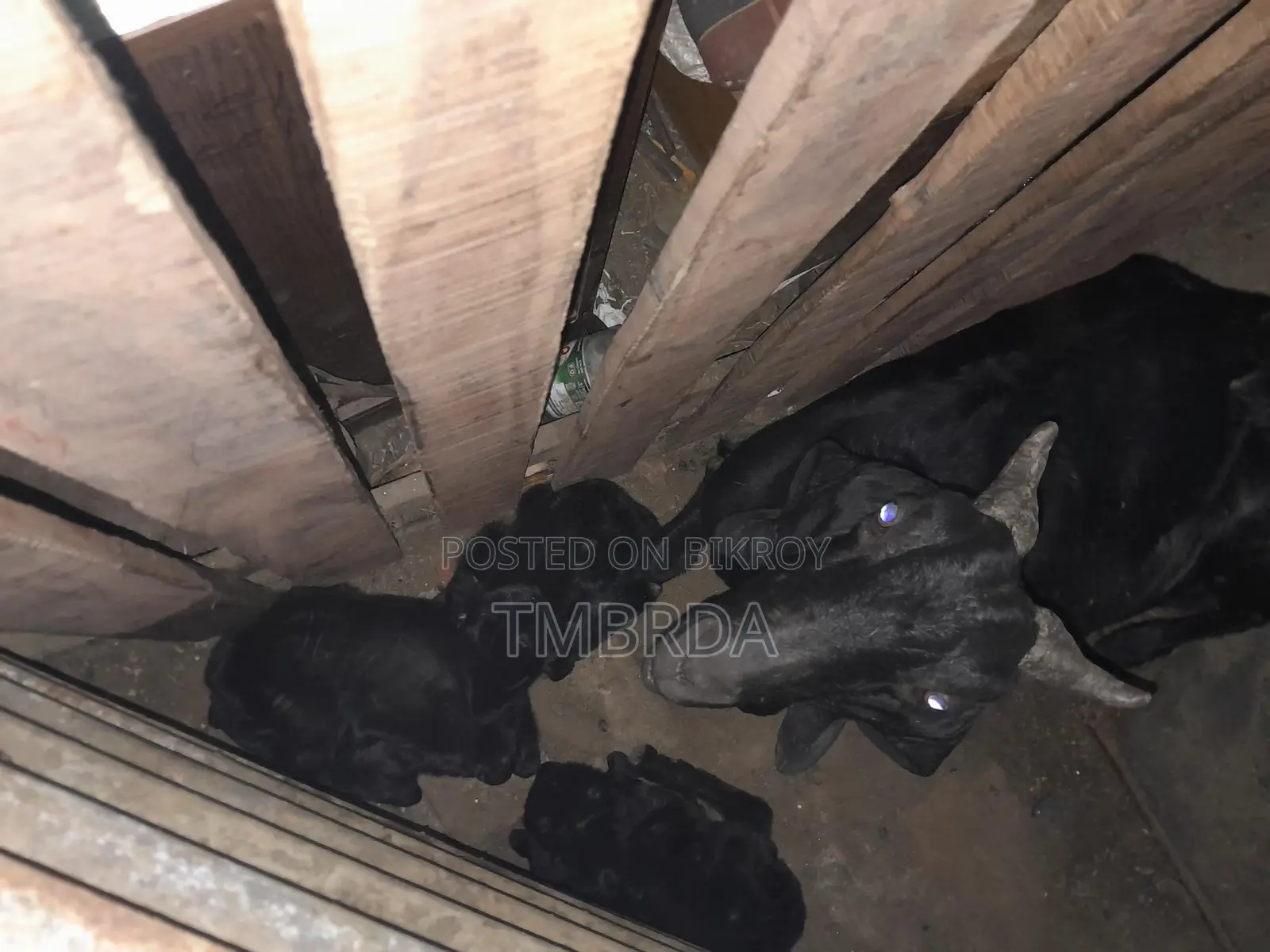 Ram Goat with 6 Kids